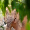 bioparc12