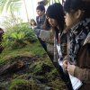 botanico01