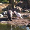 1pri_bioparc03