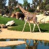 1pri_bioparc17