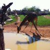 1pri_bioparc19