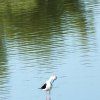 albufera25