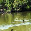 albufera26