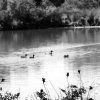 albufera27