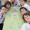6é Primària: Esquelets