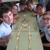 6é Primària: Esquelets