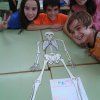 6é Primària: Esquelets