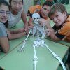 6é Primària: Esquelets