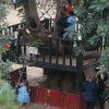 Día del árbol