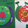 6º Primaria: Cèl·lules, cèl·lules, cèl·lules 