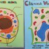 6º Primaria: Cèl·lules, cèl·lules, cèl·lules 