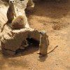 Visita al Bioparc