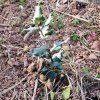 Repoblación forestal del parque del río Turia