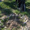 Repoblación forestal del parque del río Turia