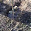 Repoblación forestal del parque del río Turia