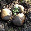 Repoblación forestal del parque del río Turia
