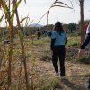 Repoblación forestal del parque del río Turia