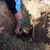 Repoblación forestal del parque del río Turia