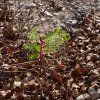 Repoblación forestal del parque del río Turia