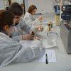 Gaudint la Química