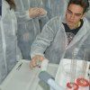 Gaudint la Química