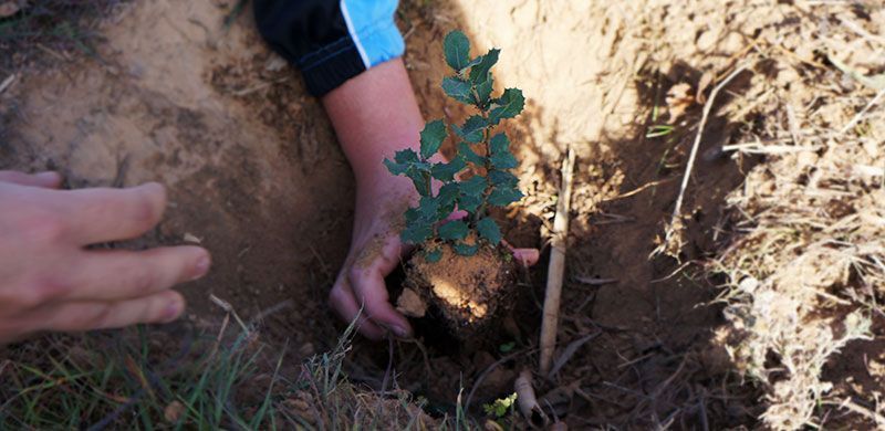 3eso reforestacion43