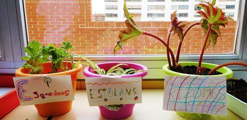 040 5priplantes