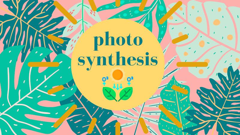 Learn about photosynthesis