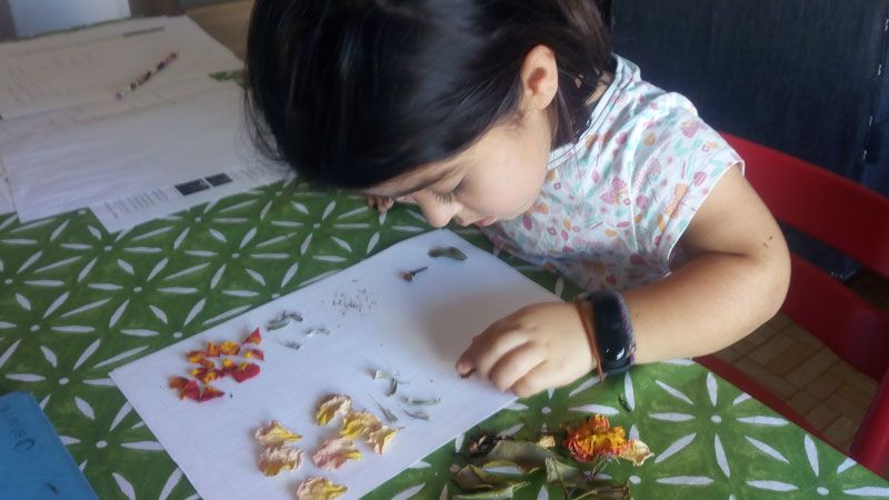 Flower Dissection